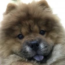 チャウチャウ