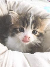 にゃんだらりん