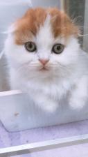 スコティッシュフォールド