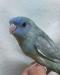 サザナミインコ