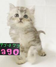 スコティッシュフォールド