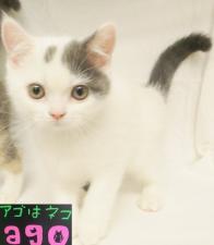 スコティッシュフォールド