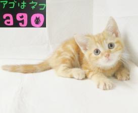 アメリカンショートヘアー
