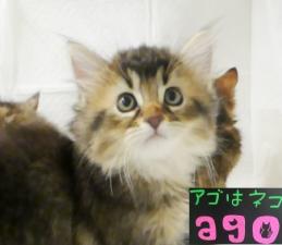 ソマリ