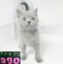 ブリティッシュショートヘア