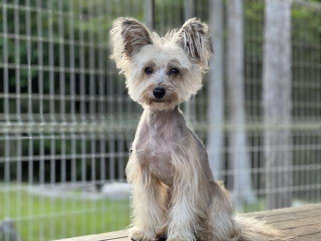 CHINESE CRESTED DOG　CNハマー（父JKCCH）