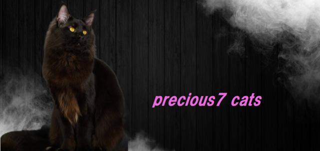 preciosus7 cats