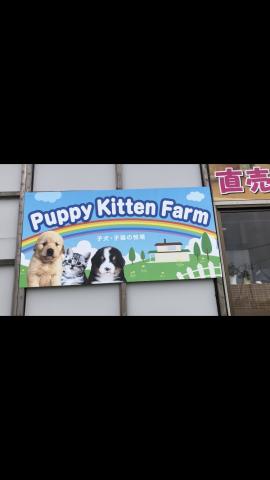 Puppy Kitten Farm