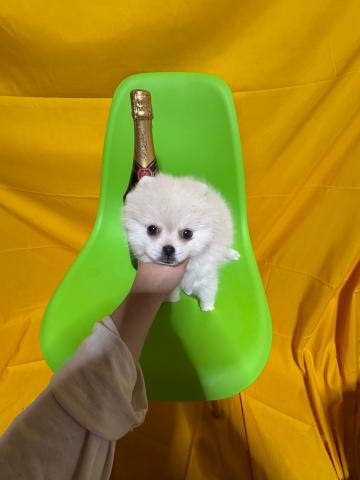 ポメラニアン