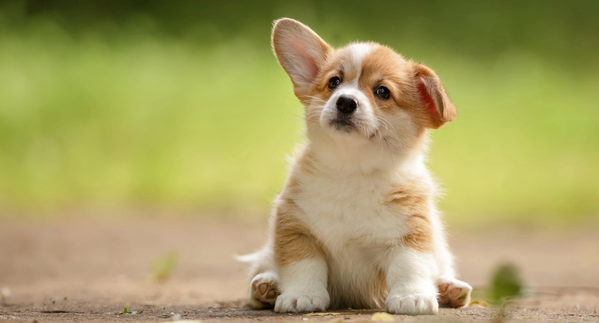 犬