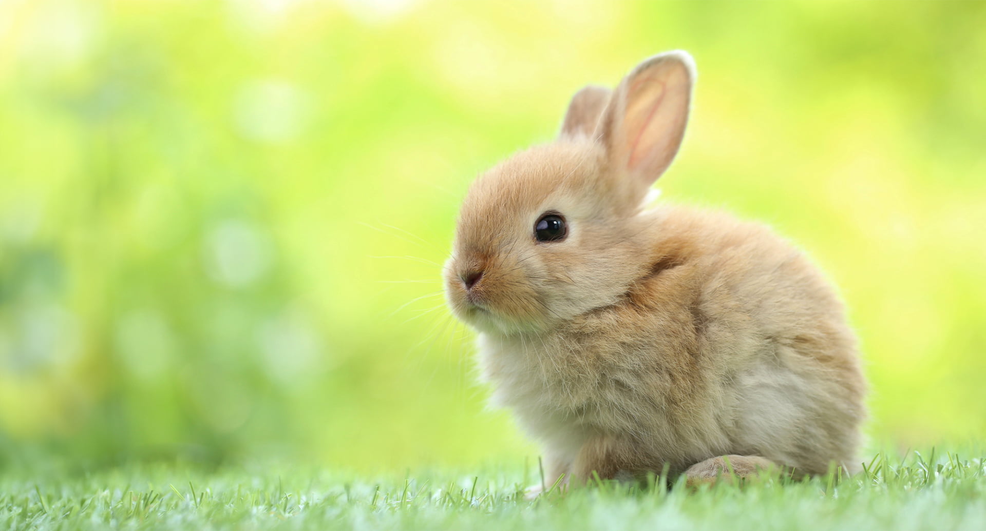 うさぎ
