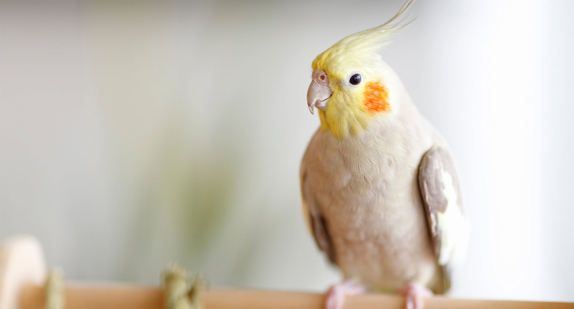 鳥