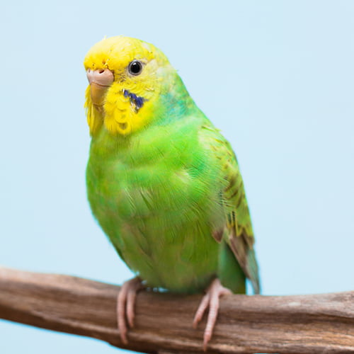鳥