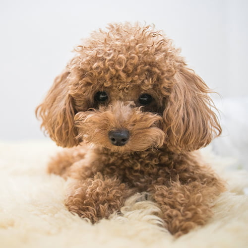 犬
