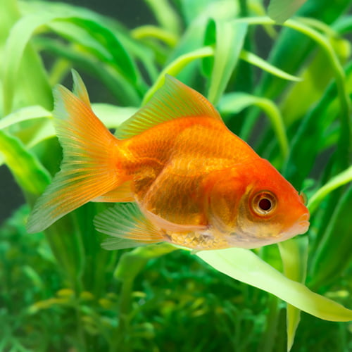 魚類