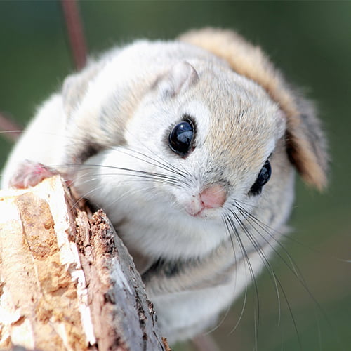 モモンガ