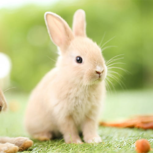 うさぎ