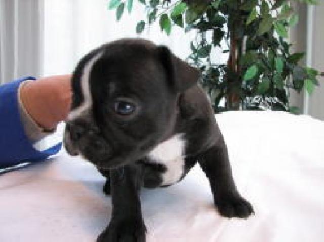 フレンチブルドッグ