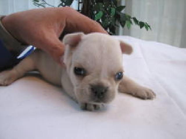 フレンチブルドッグ