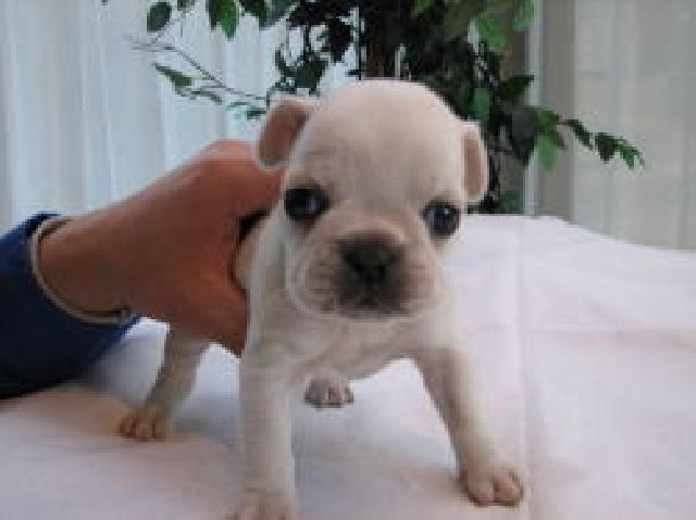 フレンチブルドッグ