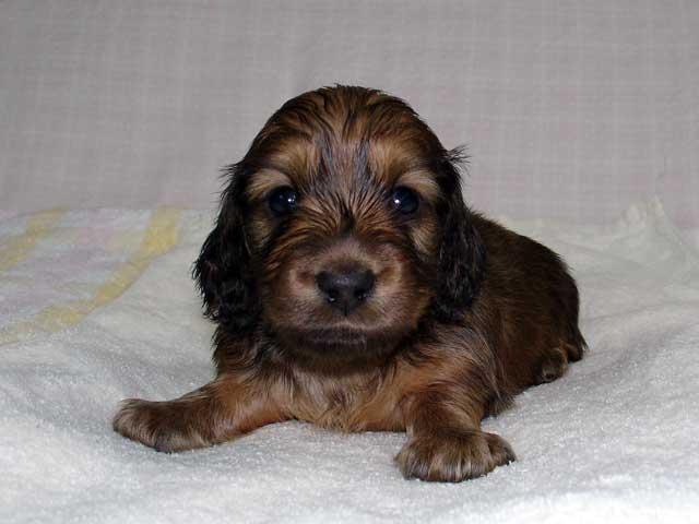 ミニチュアダックスフンド