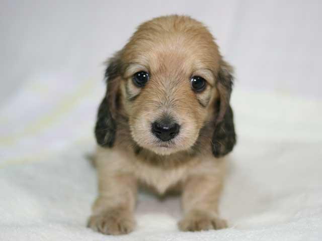 ミニチュアダックスフンド