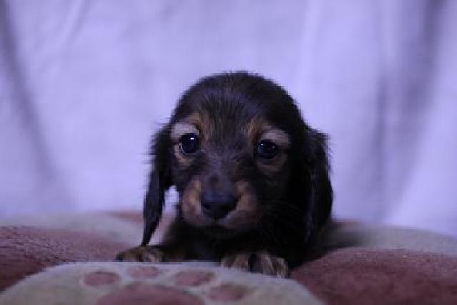 カニンヘンダックスフンド