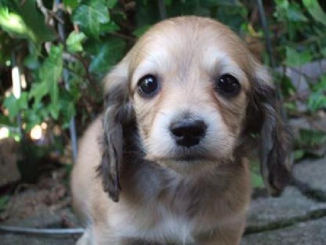 ミニチュアダックスフンド