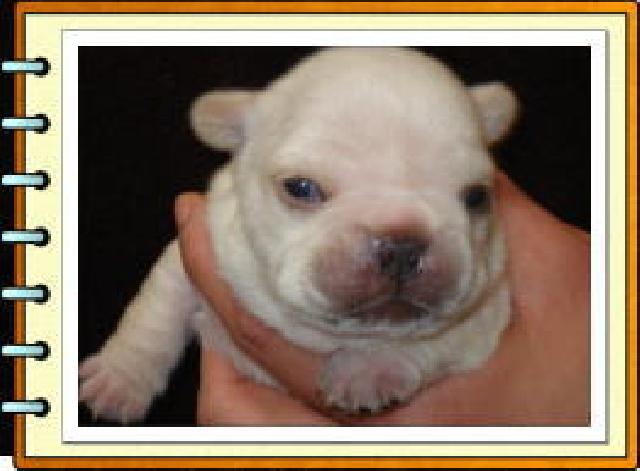 フレンチブルドッグ