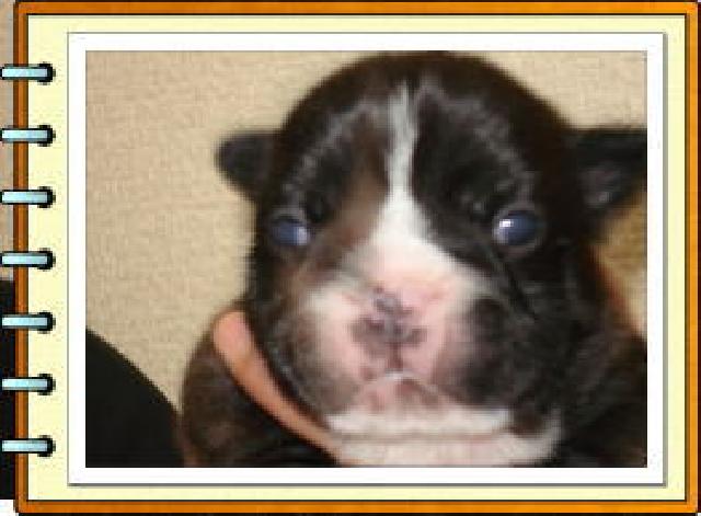 フレンチブルドッグ