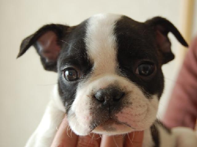 フレンチブルドッグ