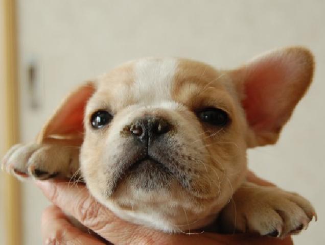 フレンチブルドッグ