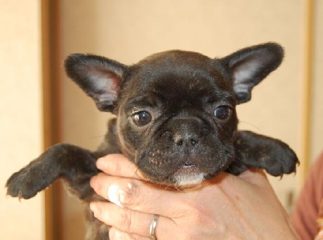 フレンチブルドッグ