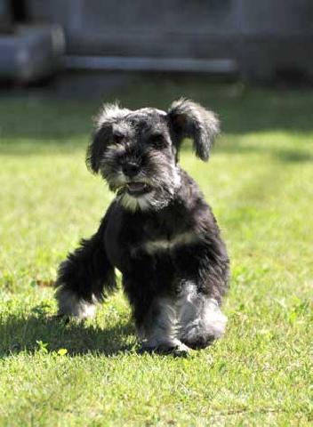 ミニチュアシュナウザー