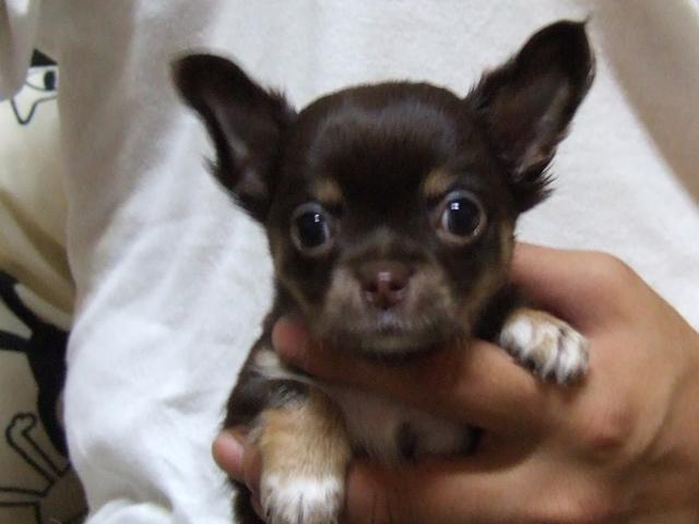 チワワ(ロングコート)