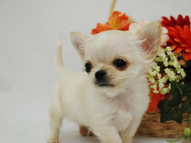 チワワ（ロングコート）