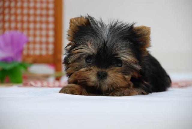 ヨークシャーテリア