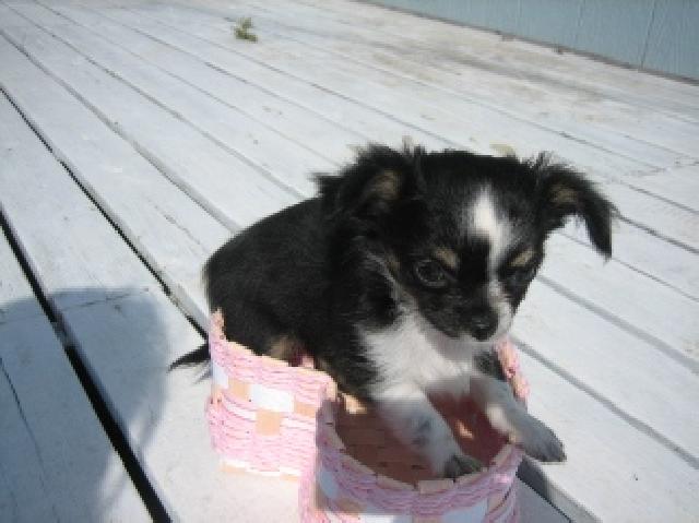 チワワ(ロングコート)