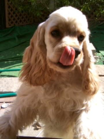 アメリカンコッカースパニエル