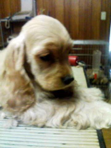 アメリカンコッカースパニエル