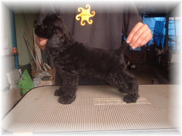 アメリカンコッカースパニエル