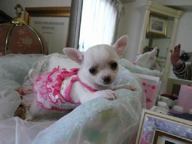 チワワ（スムースコート）