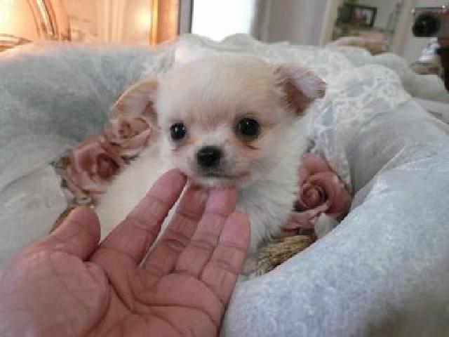 チワワ（ロングコート）