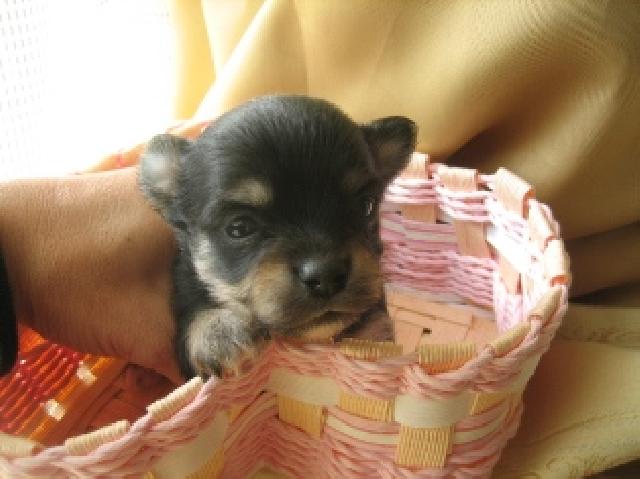 チワワ(ロングコート)