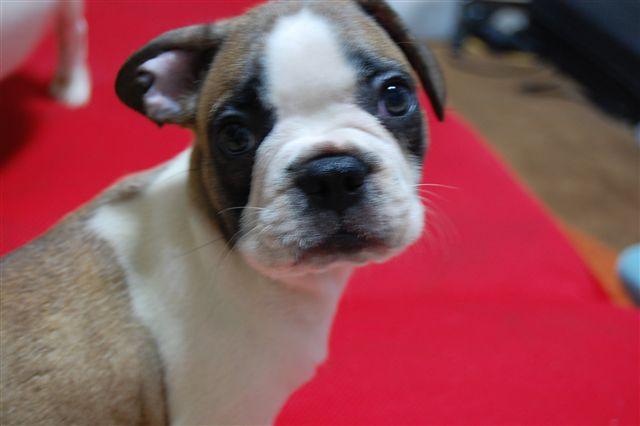 フレンチブルドッグ