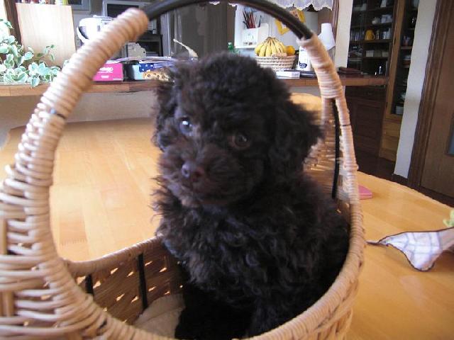 トイプードル