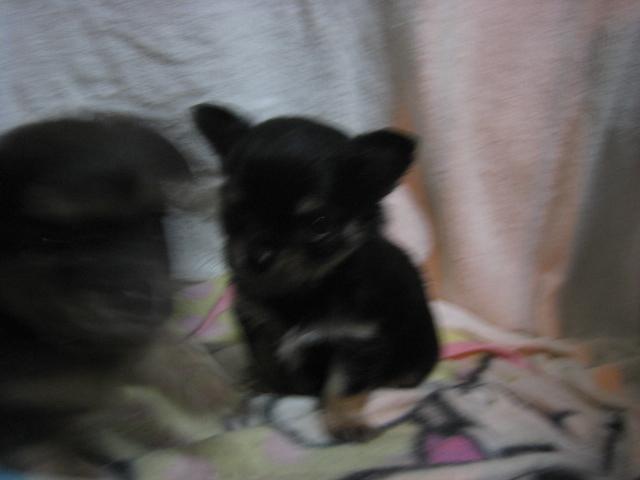 チワワ(ロングコート)