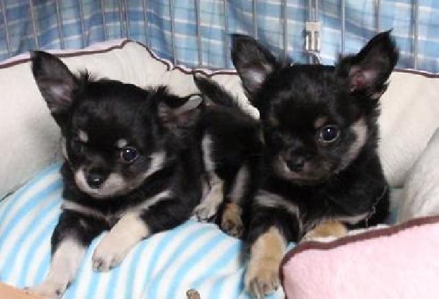 チワワ（ロングコート）