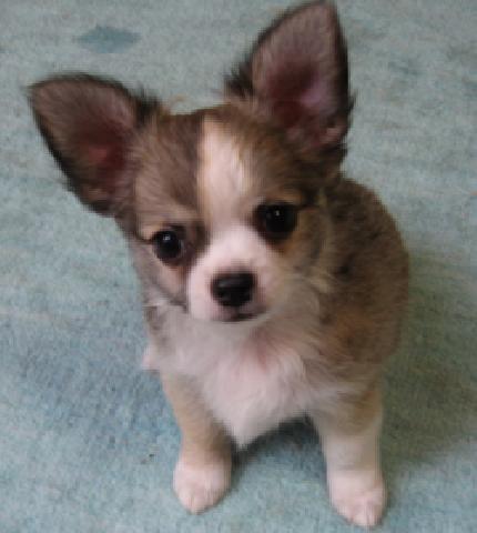 チワワ（ロングコート）