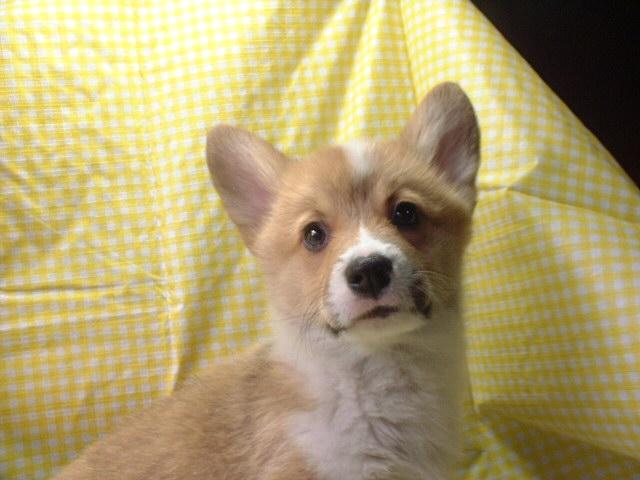 ウェルシュコーギーペンブローク